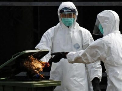 Italia sacrifica 18 millones de aves de corral por brote de gripe aviar