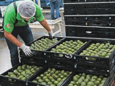 Estados Unidos reanuda importaciones de aguacate mexicano