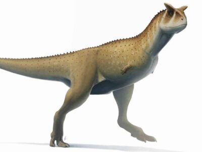 Descubren fósil de dinosaurio sin brazos en Argentina