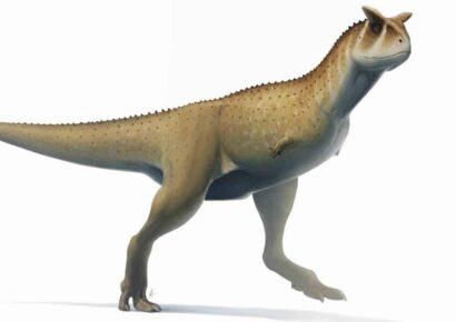 Descubren fósil de dinosaurio sin brazos en Argentina