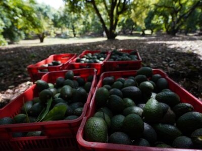 Bye, bye al guacamole: Precio del aguacate en EU se dispara a su nivel más alto en 24 años